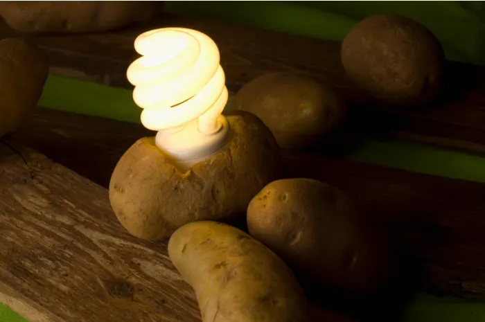 potato light 1.jpg