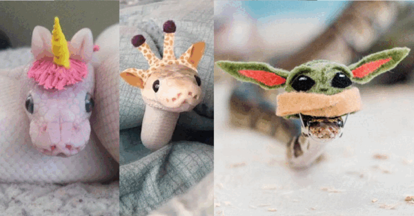 Turns Out, Hats On Snakes Are A Thing And It’s Actually Kind of Cute