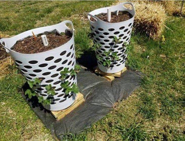 People Are Using Dollar Store Laundry Baskets As Strawberry Planters and It’s Pure Genius