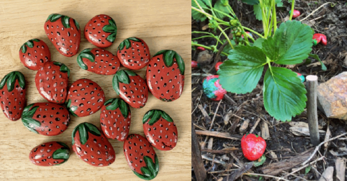 Apparently Painting Rocks To Look Like Strawberries Will Keep Critters From Eating Your Berry Plants