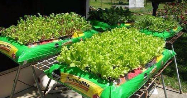 People Are Growing Gardens Right Out of Bags of Soil and It Is Pure Genius