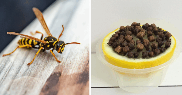 Here Is How To Make A Natural Repellent For Wasps And Bees