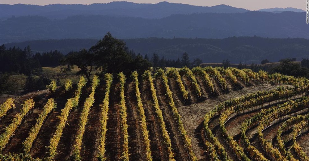 This Winery Will Pay You $10,000 A Month To Work And Let You Live There Rent-Free