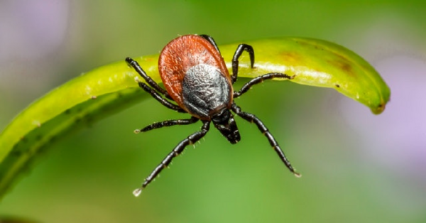 A New Study Shows That Ticks That Cause Lyme Disease Are Found Near Beaches Too