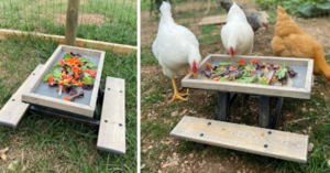 You Can Get A Tiny Chicken Picnic Table That Lets Your Chickens Eat In Style