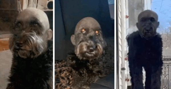 This Dog’s Haircut Photos Are Straight Out Of A Horror Movie