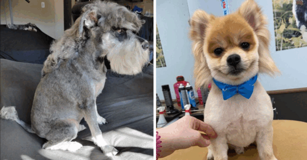 Dogs With Mullets Is The Hot New Pet Trend Of The Year