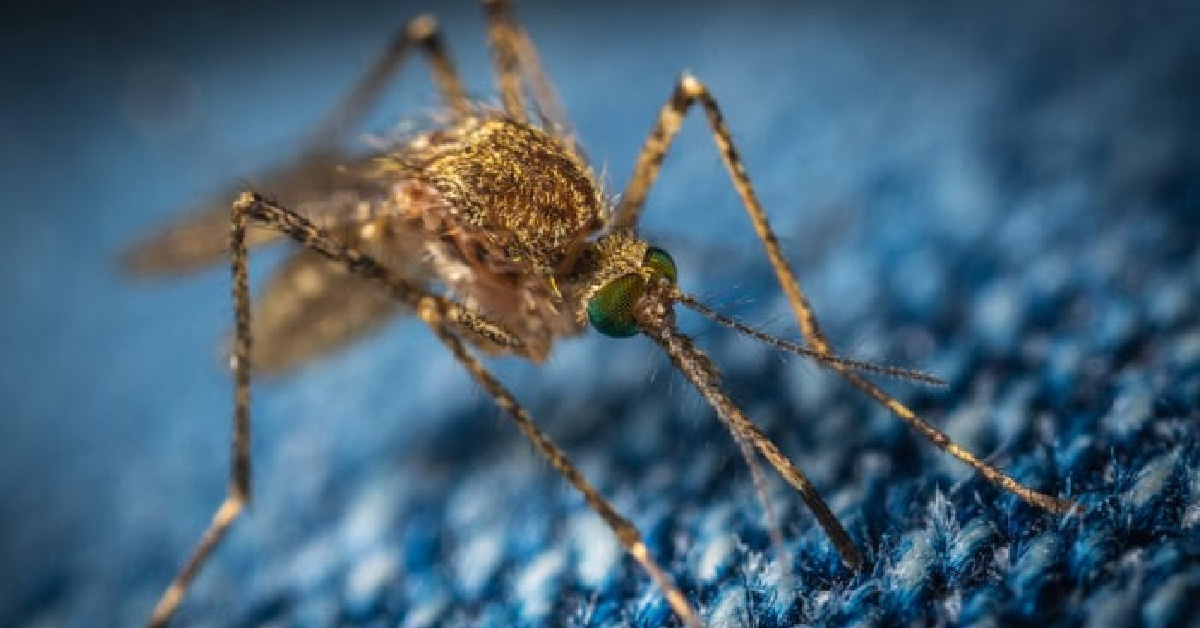 Genetically Engineered Mosquitoes Are Being Released In Florida And I’m Super Creeped Out