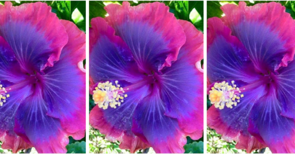 You Can Grow Gorgeous Galaxy Hawaiian Hibiscus Flowers And I Need Them In My Garden Now