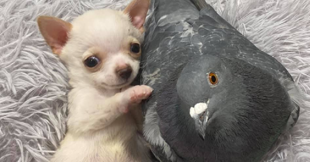 This Tiny Chihuahua Can’t Walk And Became Best Friends With A Pigeon That Can’t Fly And The Photos Are Adorable!