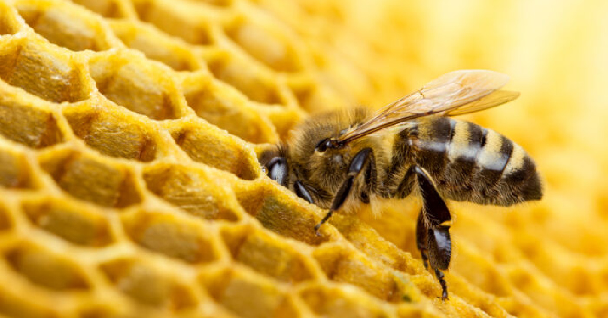 If You Care About Bees and Other Pollinators, Don’t Buy Plants Treated With These Pesticides