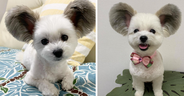 This Adorable Fluffy-Eared Dog Looks Just Like Mickey Mouse And I Love Him