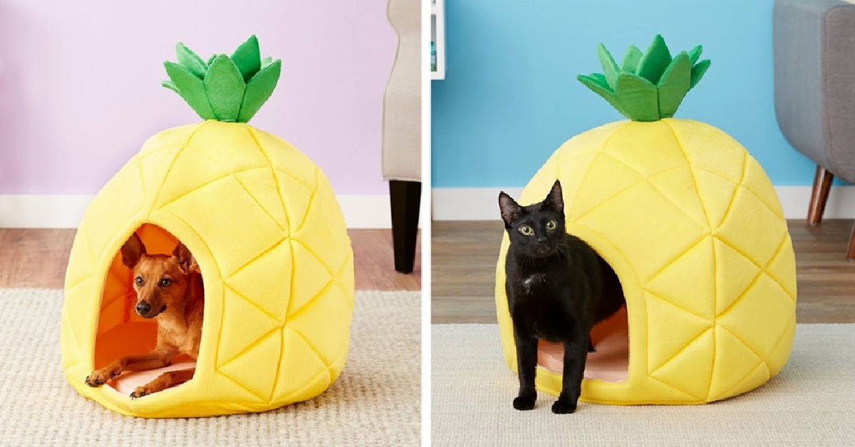You Can Get Your Dog Or Cat A Pineapple Bed and It’s The Cutest Thing Ever