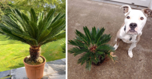 Here’s Why You Shouldn’t Plant A Sago Palm In Your Yard