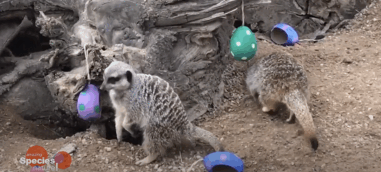 This Zoo Organized An Easter Egg Hunt For The Meerkats And Squirrel Monkeys