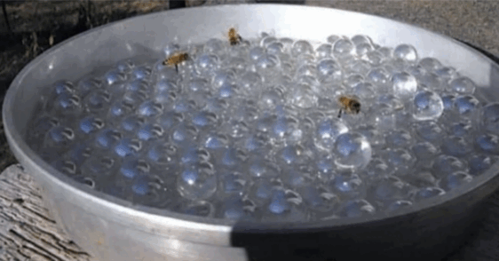 People Are Making ‘Bee Waterers’ To Safely Hydrate Bees Without Risk Of Them Drowning