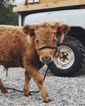 Premium Photo  Highland cattle in a field in scotland