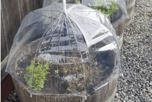 You Can Make A Mini Greenhouse With A Dollar Store Umbrella. Here’s How.
