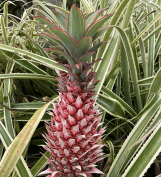 Pink Pineapple ~ everything you need to know! • The View from Great Island