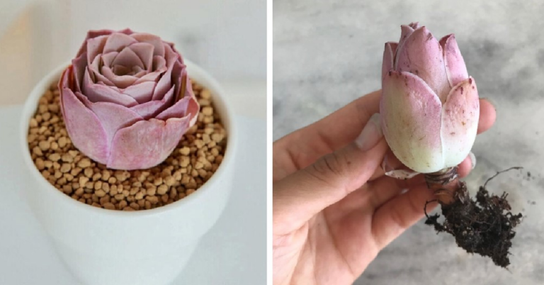 You Can Get Rare Pink Rose Succulents and They Are Gorgeous