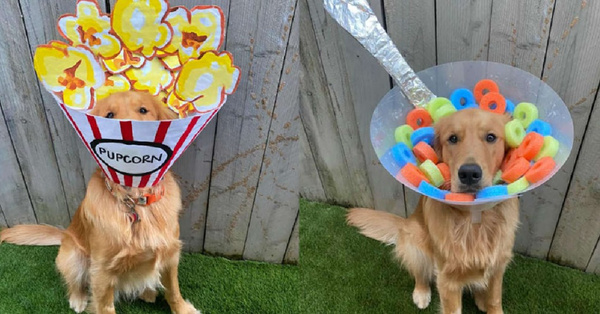 This Lady Got Crafty With Her Dog’s Cone And It’s Hilarious!