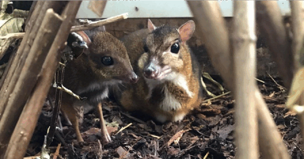 The Bristol Zoo Shared Photos Of Their New Baby Mouse Deer And It Is Only As Tall As A Pencil
