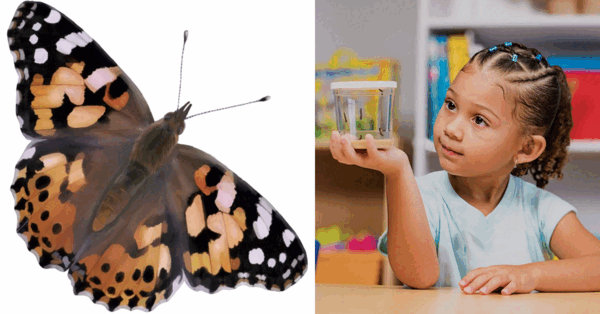 You Can Grow Your Own Butterflies From Live Caterpillars and Have Them Shipped To Your House