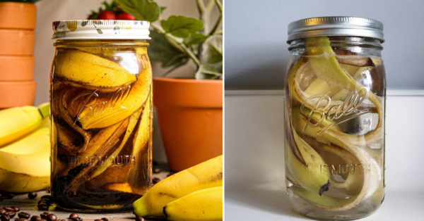 People Are Making “Banana Peel Tea” To Water Their Plants and It Is Genius