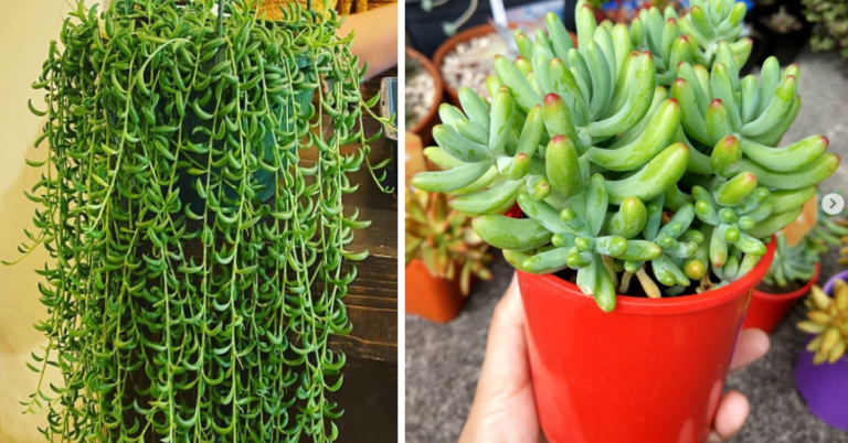 Banana Succulents Exist And They Look Exactly Like The Fruit