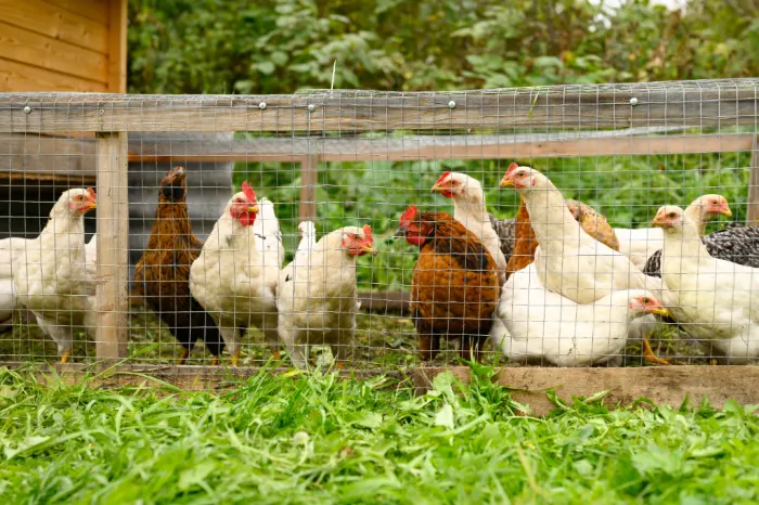 Funny Chicken Arms, Middle Finger Strong Arms for Chickens