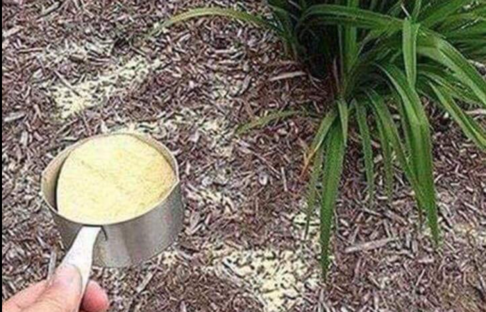 Got Weeds? Sprinkle Corn Meal In Your Garden And It’ll Keep Weeds From Germinating