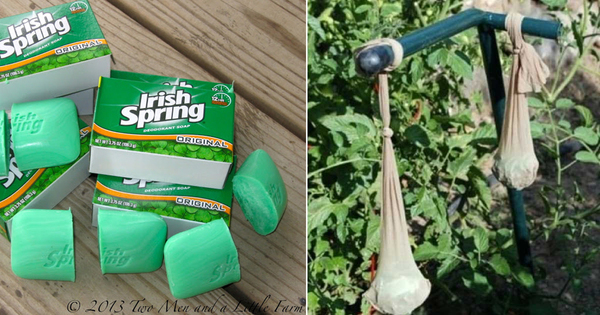 People Are Putting Bars of Soap In Their Garden And It Is So Smart