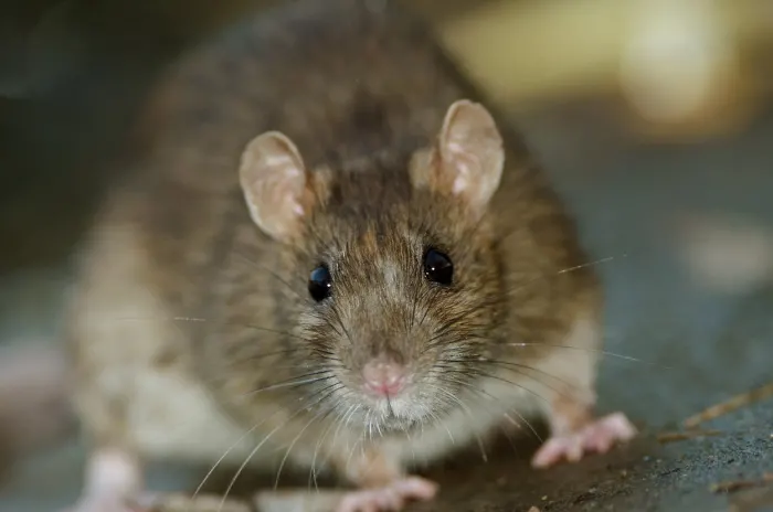 How to Keep Mice Out of Your House