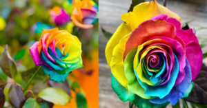 You Can Plant Kaleidoscope Roses In Your Garden To Bring More Color To Your Life