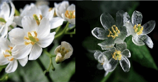‘Skeleton Flowers’ Exist and The Petals Change Translucent When It Rains