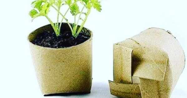 People Are Using Toilet Paper Rolls To Make Biodegradable Pots For Plants And It’s Genius