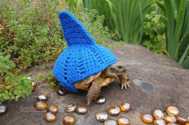 These Turtles Are Dressed In Crocheted Outfits After Visiting Grandma’s House And It Is Adorable