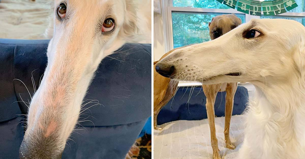 This Borzoi Sighthound May Have The ‘World’s Longest Nose’ And She Is Adorable!