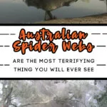 Australian Spider Webs Are The Most Terrifying Thing You Will Ever See