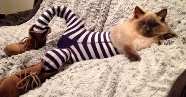 Cats Wearing Leggings Is The New Photo Trend And I Can’t Get Enough Of It