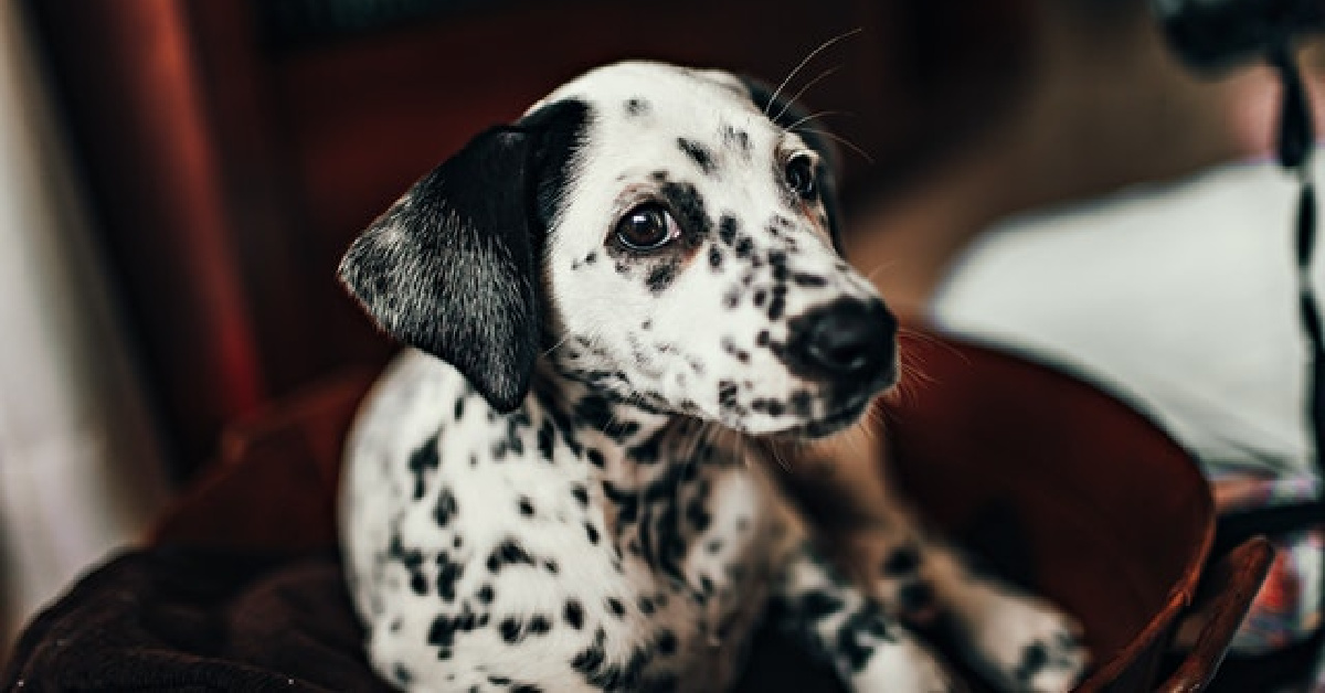 Yes, Cruella Is Cool, But That Doesn’t Mean You Should Run Out And Get A Dalmatian Puppy