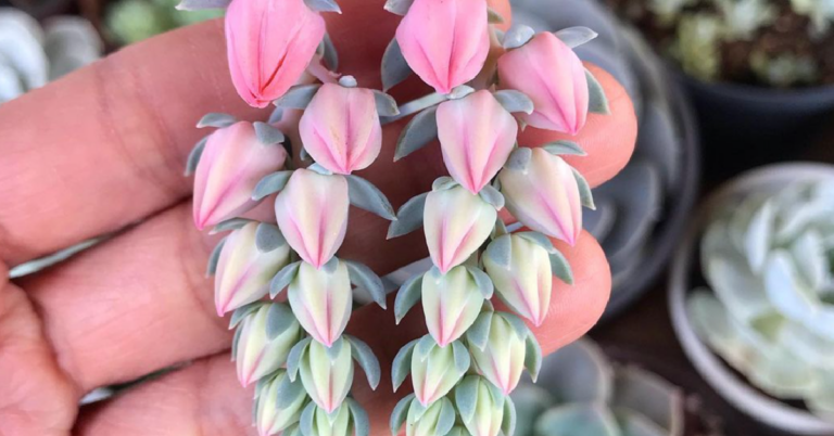 This Succulent Will Remind You Of Tiny Strawberries Growing On A Vine