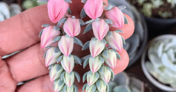 This Succulent Will Remind You Of Tiny Strawberries Growing On A Vine