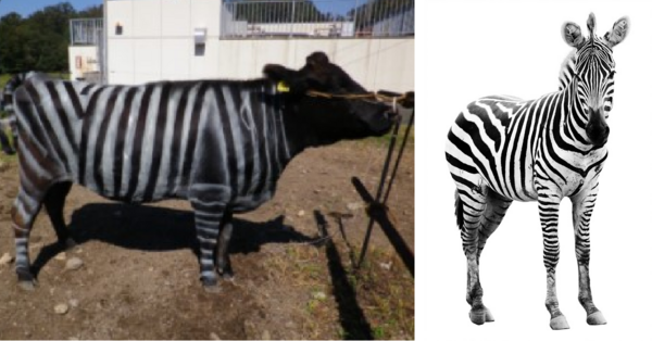 People Are Painting Cows To Look Like Zebras And It Is Actually Genius