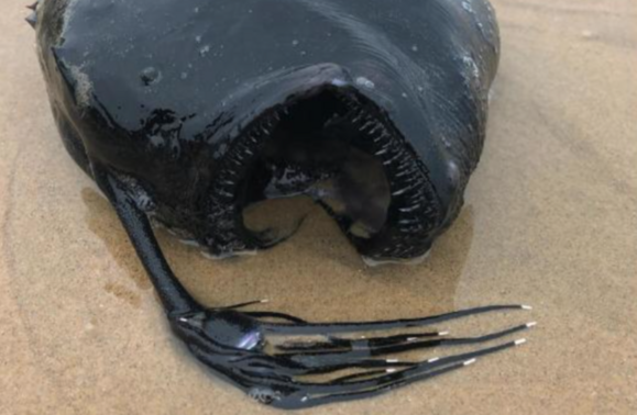 This Terrifying Fish Normally Found Thousands Of Feet Deep In The Ocean, Washed Up On A California Beach