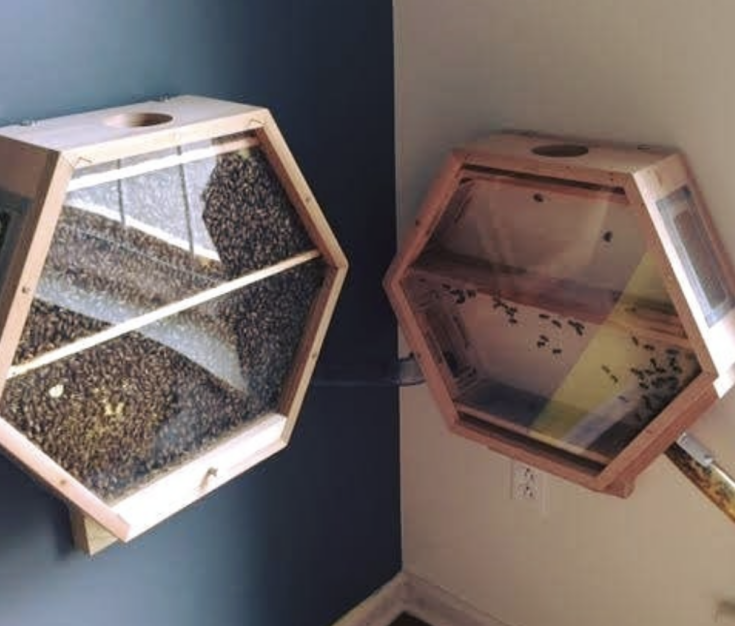 Indoor BeeKeeping Is The Hot New Way To Help Save The Bees