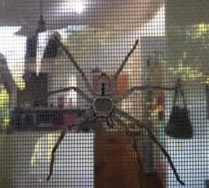 Australian Spider Webs Are The Most Terrifying Thing You Will Ever See