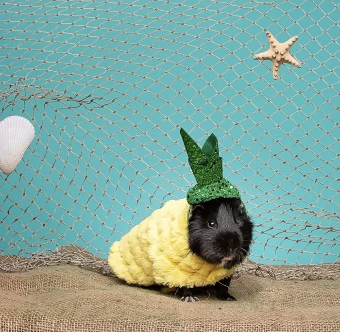 PetSmart Has Halloween Costumes For Guinea Pigs, Bunnies & More