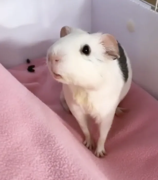 PetSmart has an adorable line of guinea pig Halloween costumes