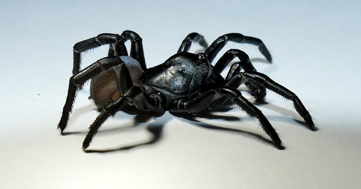 A New Tarantula-Like Spider Has Been Found And I’m A Bit Creeped Out